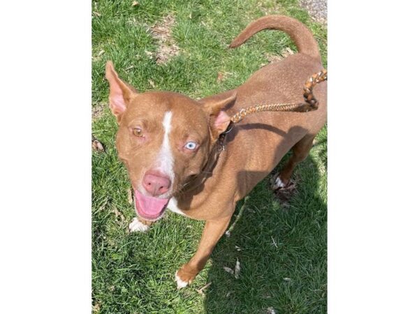 Terrier Mix-DOG-Female-Brown and White-2954-Petland Norwin, PA