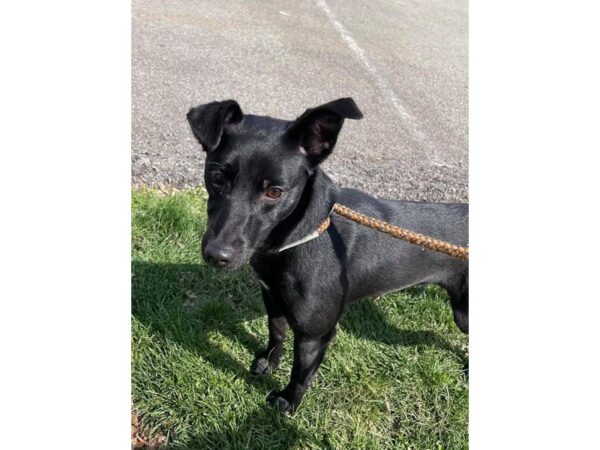 Mixed Terrier DOG Female Black 2969 Petland Norwin, PA