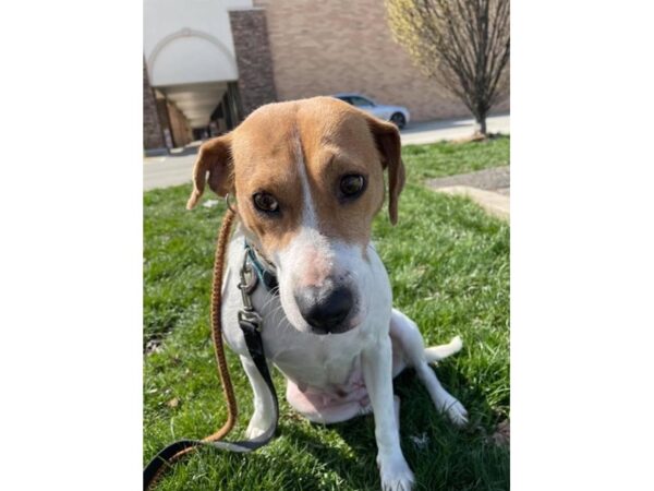 Beagle Mix-DOG-Female-Brown and White-2958-Petland Norwin, PA