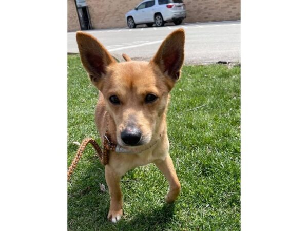 Terrier Mix DOG Male Brown 2971 Petland Norwin, PA