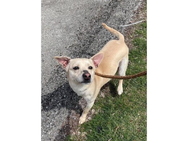 Terrier Mix-DOG-Male-Brown-2972-Petland Norwin, PA