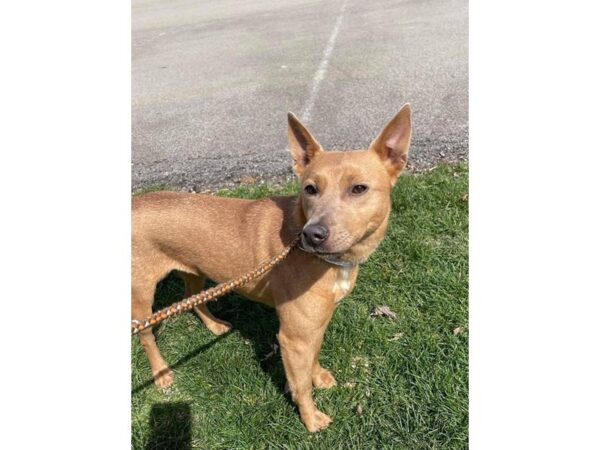 Mixed Terrier-DOG-Female-Tan-2956-Petland Norwin, PA