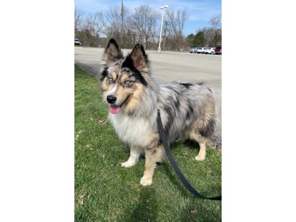 Australian Shepherd Mix DOG Male Merle 2963 Petland Norwin, PA