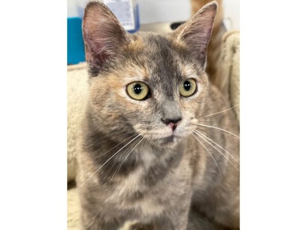 Domestic Shorthair-CAT-Female-Dilute Calico-2985-Petland Norwin, PA