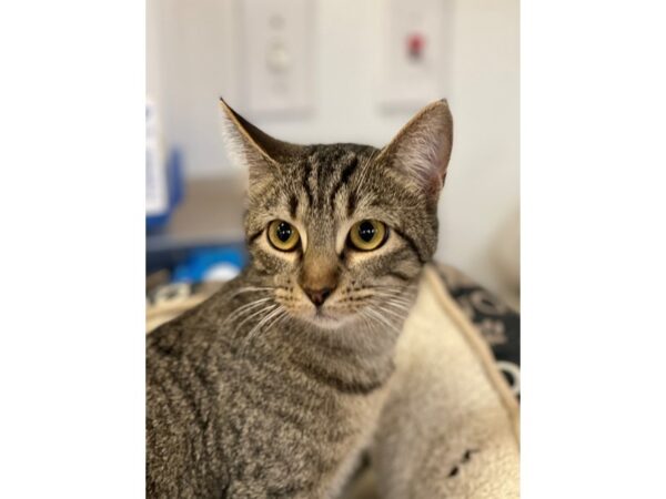 Domestic Shorthair-CAT-Female-Brown Tabby-2984-Petland Norwin, PA