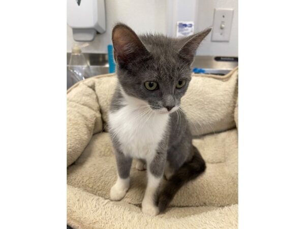 Domestic Short Hair CAT Female Grey and White 2979 Petland Norwin, PA