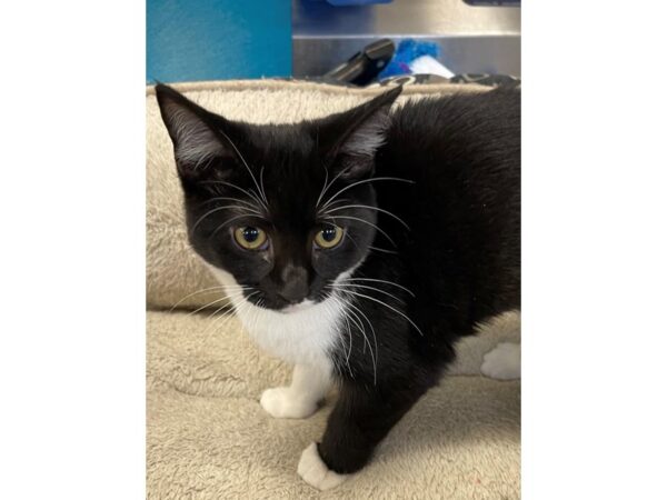 Domestic Shorthair CAT Male Black and White 2976 Petland Norwin, PA