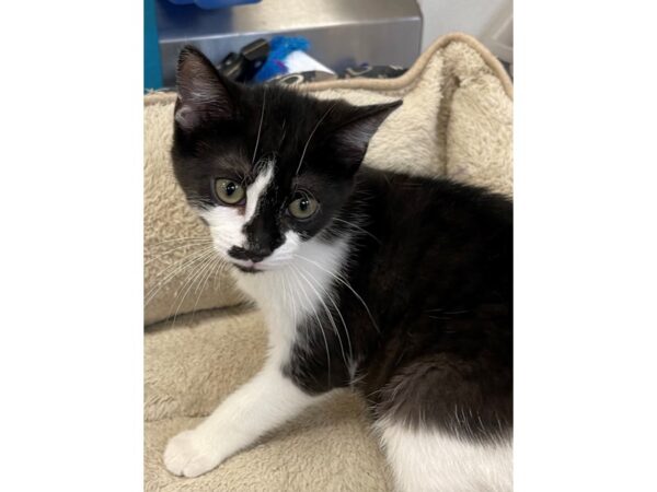 Domestic Short Hair CAT Male Black and White 2980 Petland Norwin, PA