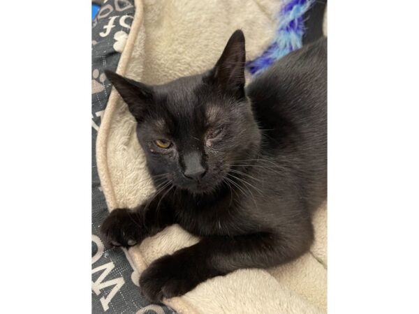 Domestic Shorthair-CAT-Female-Black-2982-Petland Norwin, PA