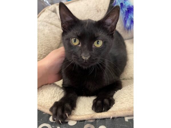 Domestic Shorthair-CAT-Male-Black-2987-Petland Norwin, PA