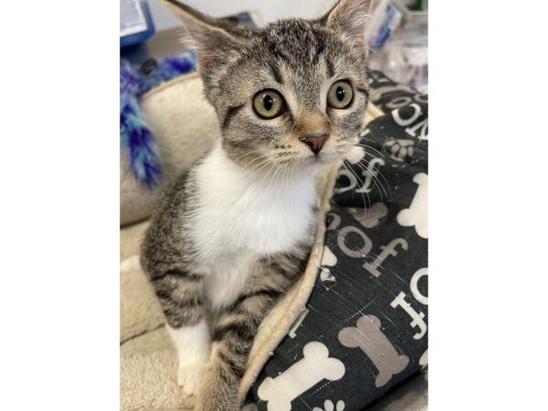 Domestic Shorthair-CAT-Female-Grey tabby-2988-Petland Norwin, PA