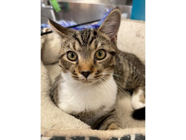 Domestic Short Hair CAT Male Gray and White Tabby 2975 Petland Norwin, PA