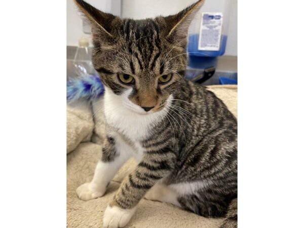 Domestic Shorthair-CAT-Male-Brown Tabby with White-2989-Petland Norwin, PA