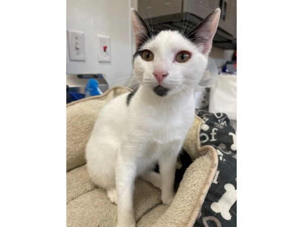 Domestic Shorthair-CAT-Male-White and Black-2978-Petland Norwin, PA