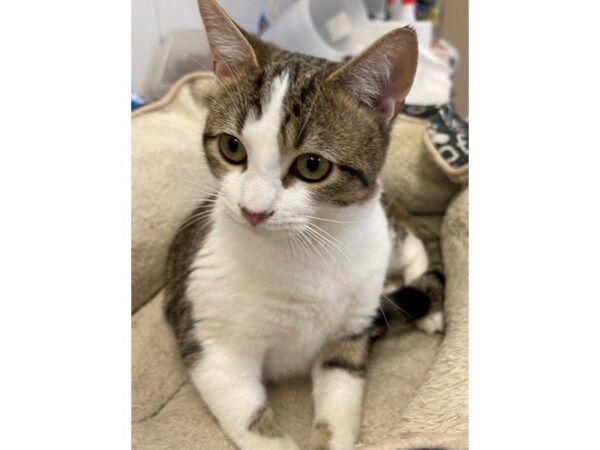 Domestic Shorthair-CAT-Male-White and Brown-2983-Petland Norwin, PA