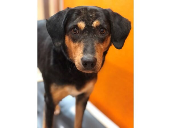 German Shepherd Mix-DOG-Female-Black and Brown-2973-Petland Norwin, PA