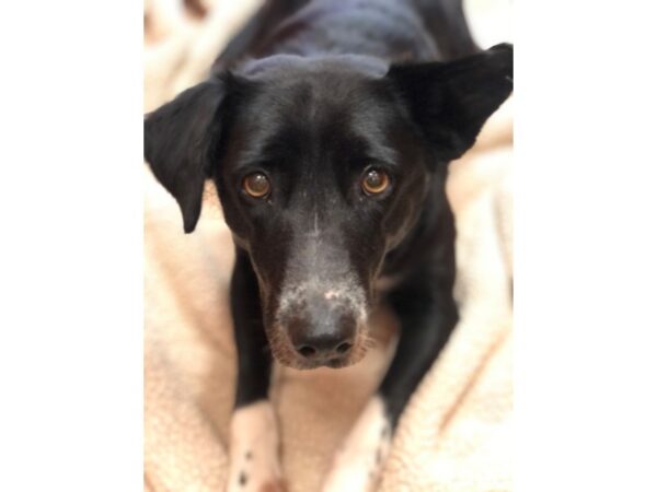 Retriever Mix DOG Female Black 2962 Petland Norwin, PA