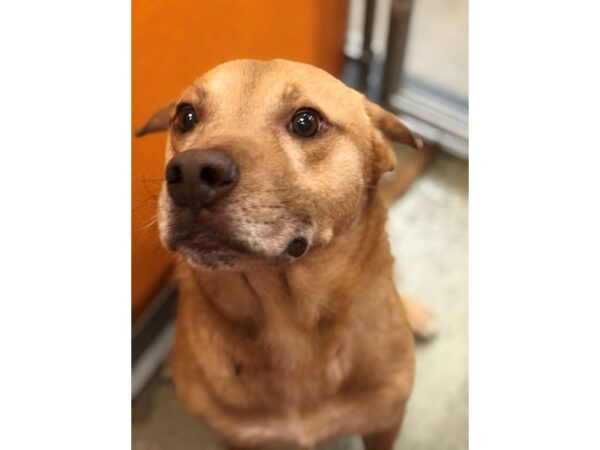 Retriever Mix-DOG-Male-Tan and Blonde-2965-Petland Norwin, PA