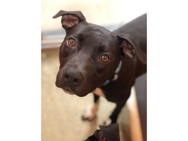 Retriever Mix DOG Female Black and White 2961 Petland Norwin, PA