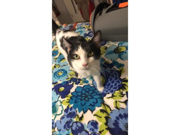 Domestic Shorthair CAT Female Black and White 2986 Petland Norwin, PA