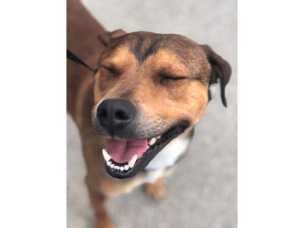 Retriever Mix DOG Male Brown and Black 2955 Petland Norwin, PA