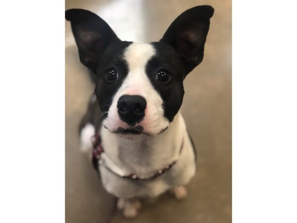 Boxer Mix DOG Female Black and White 2959 Petland Norwin, PA