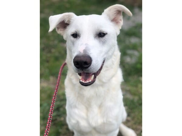 German Shepherd/Labrador Retriever DOG Male White 2970 Petland Norwin, PA