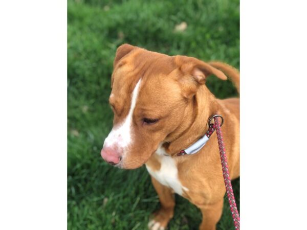 Pit Bull Mix-DOG-Male-Tan and White-2974-Petland Norwin, PA