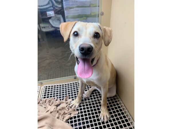 Retriever Mix-DOG-Female-Blonde/White-2967-Petland Norwin, PA