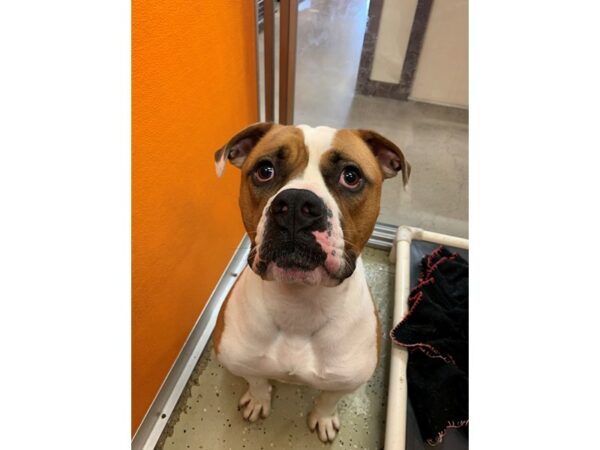 Boxer Mix DOG Male Tan and White 2964 Petland Norwin, PA