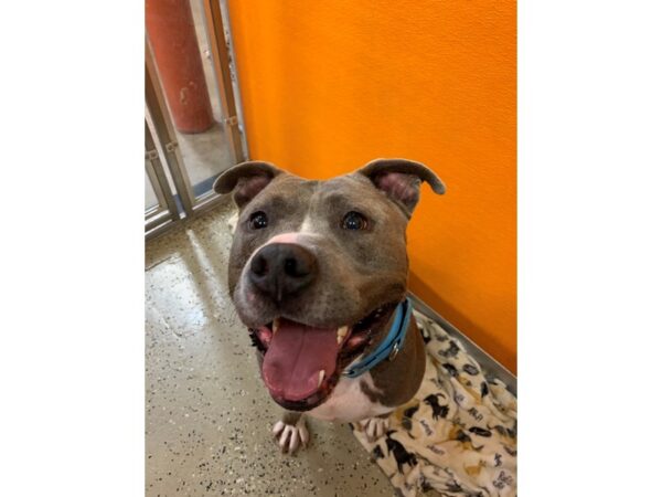 American Pit Bull Terrier DOG Male Blue and White 2966 Petland Norwin, PA