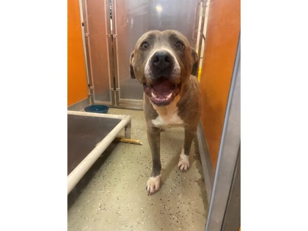 Pit Bull Mix DOG Male Blue and White 2968 Petland Norwin, PA