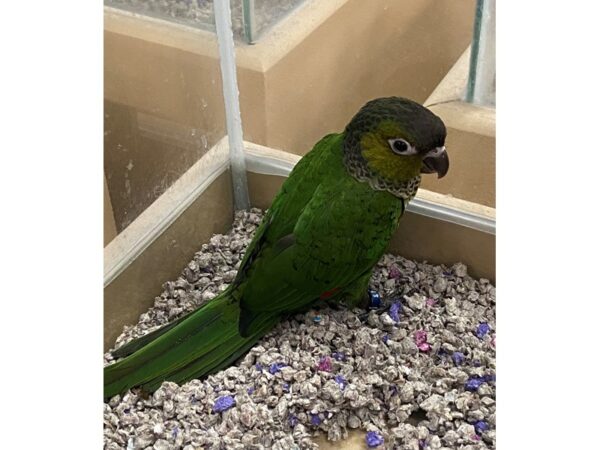 Black Capped Conure BIRD 2993 Petland Norwin, PA