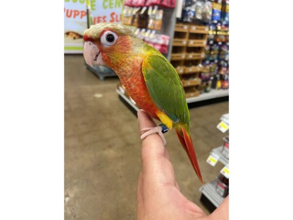 Pineapple Greencheek Conure- high red-BIRD---2992-Petland Norwin, PA