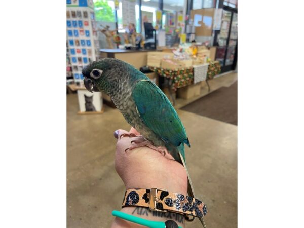 Turquoise Green Cheek Conure-BIRD---2991-Petland Norwin, PA