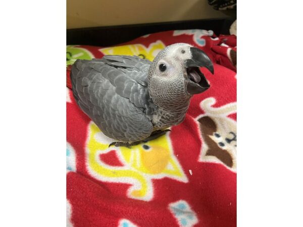 African Congo Grey-BIRD---3002-Petland Norwin, PA