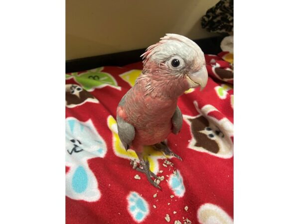 Rosebreasted Cockatoo BIRD 3001 Petland Norwin, PA