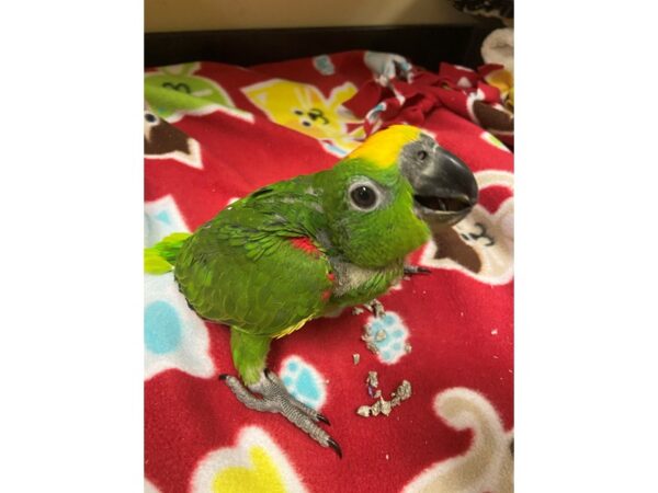 Yellow Crown Amazon-BIRD---2999-Petland Norwin, PA