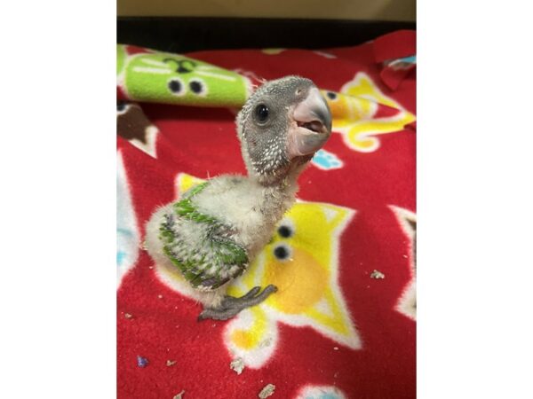 Senegal Parrot-BIRD---2998-Petland Norwin, PA