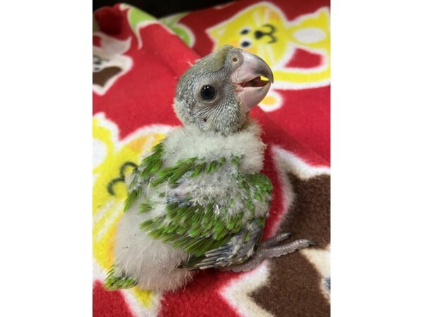 Senegal Parrot-BIRD---2997-Petland Norwin, PA