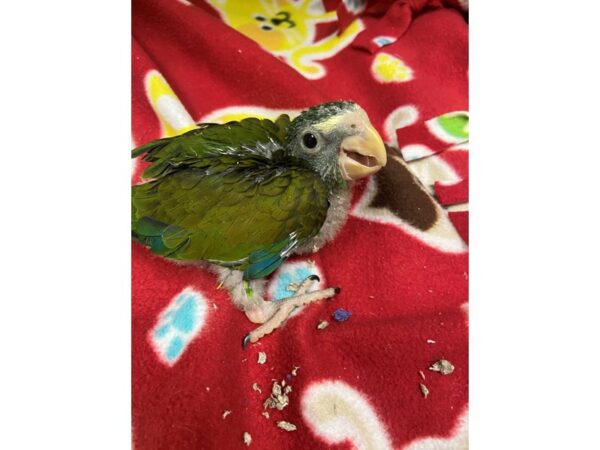 White Cap Pionus BIRD 2996 Petland Norwin, PA