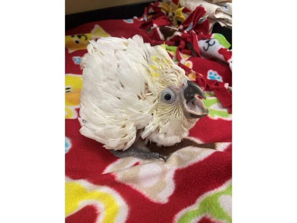 Triton Cockatoo BIRD 2995 Petland Norwin, PA