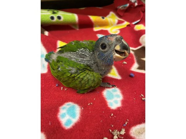 Blue Headed Pionus-BIRD---2994-Petland Norwin, PA