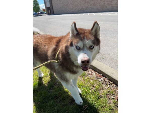 Siberian Husky DOG Male Red and White 3023 Petland Norwin, PA