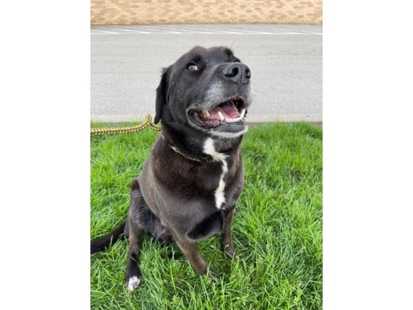 Labrador Mix-DOG-Male-Black and White-3010-Petland Norwin, PA