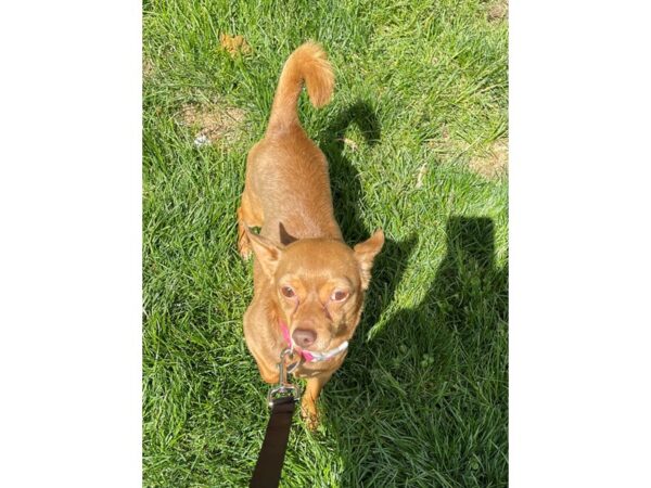 Chihuahua Mix-DOG-Male-Brown-3014-Petland Norwin, PA