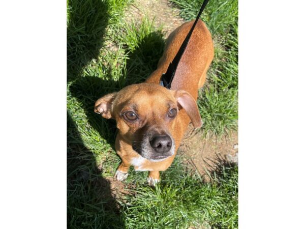 Chihuahua Mix DOG Male Brown and White 3013 Petland Norwin, PA