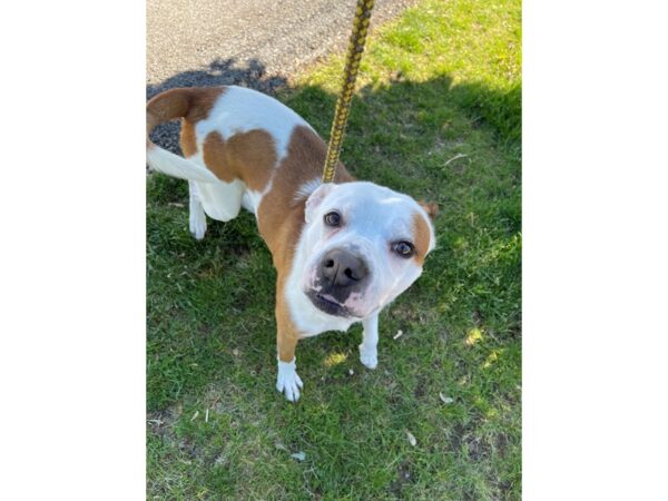 Pit Bull Mix DOG Male White and Brown 3022 Petland Norwin, PA