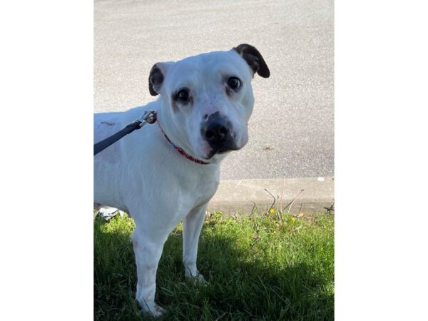 Pit Bull Mix DOG Female White 3005 Petland Norwin, PA