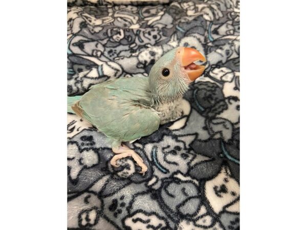 Blue Indian Ringneck-BIRD---3063-Petland Norwin, PA